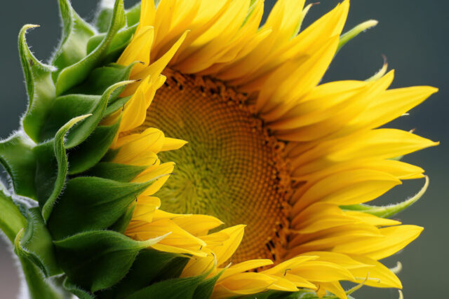 3eme-Tournesol-Erick Ginestar