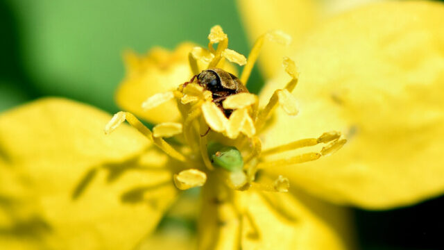5eme-Dans le jaune-Catherine Ader