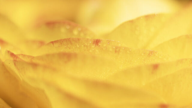 5eme-Jaune-Patricia Audigier