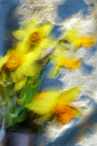 9eme-Jolies jonquilles-Patrick Abel